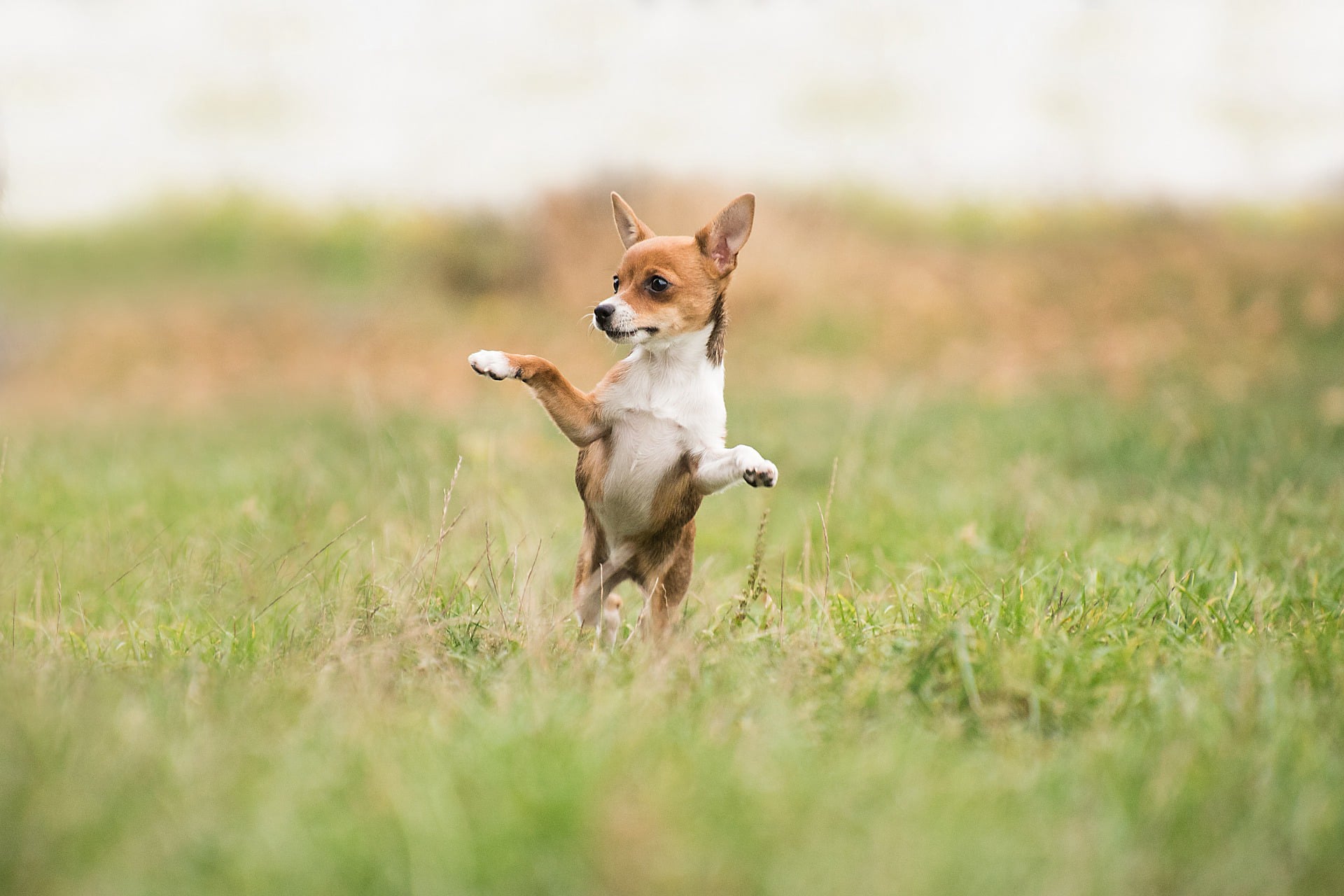 Dogs outdoors during training